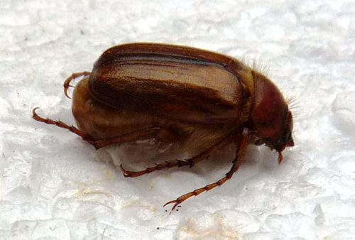 European chafer